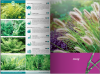 KATALOG BYLIN II Kwiaty, trawy i paprocie